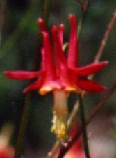 WESTERN COLUMBINE Flower Essence
