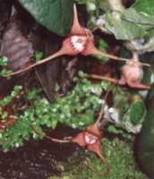 Wild Ginger Flower Essence