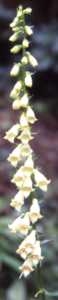 Yellow Foxglove Flower Essence