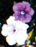 YESTERDAY-TODAY-TOMORROW Flower Essence
